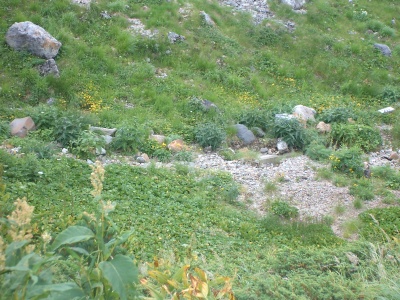 37枚目 Tateyama-Kurobe-Alpine-Route_37.jpg