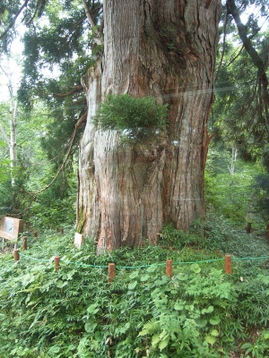 44枚目 Tateyama-Kurobe-Alpine-Route_44.jpg