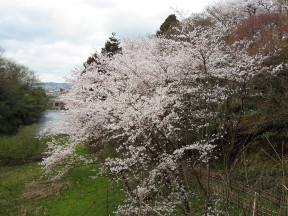 sakura-in-kojo-2005_01.jpg