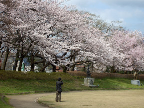 sakura-in-kojo-2005_02.jpg