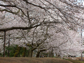 sakura-in-kojo-2005_03.jpg