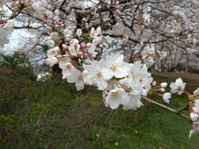 sakura-in-kojo-2005_04.jpg