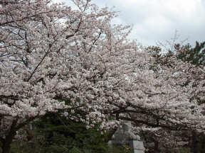 sakura-in-kojo-2005_05.jpg