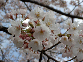 sakura-in-kojo-2005_06.jpg