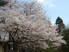 sakura-in-kojo-2005_07.jpg