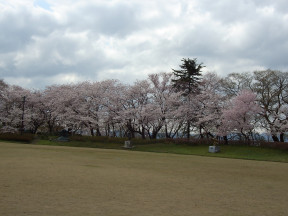 sakura-in-kojo-2005_08.jpg