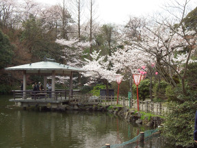 sakura-in-kojo-2005_09.jpg