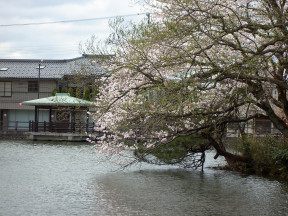 sakura-in-kojo-2005_10.jpg