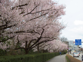 sakura-in-kojo-2005_12.jpg