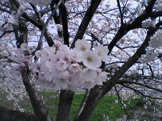 sakura2006_1.jpg