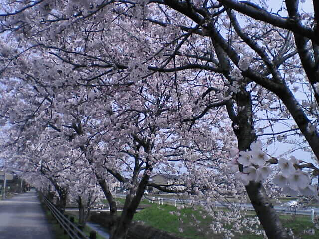 sakura2006_2.jpg