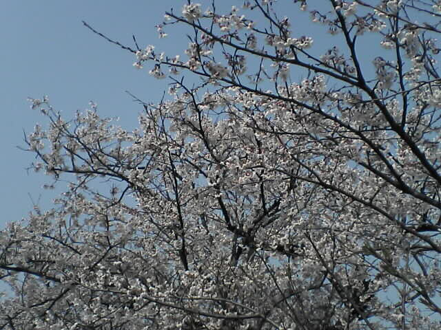 sakura2007_1.jpg