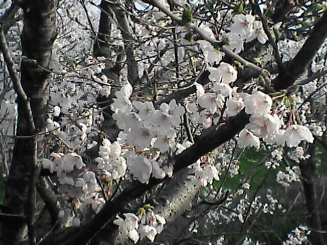 sakura2007_2.jpg