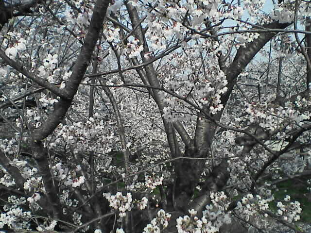 sakura2007_3.jpg